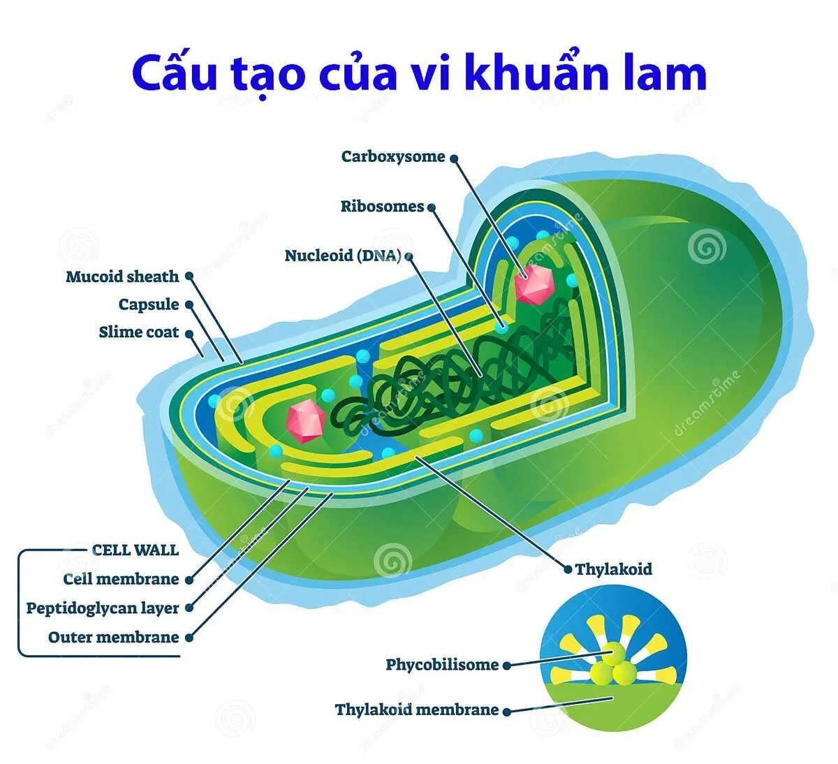 Hình thái và cấu trúc của vi khuẩn